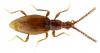 Chevrolatia raymondi